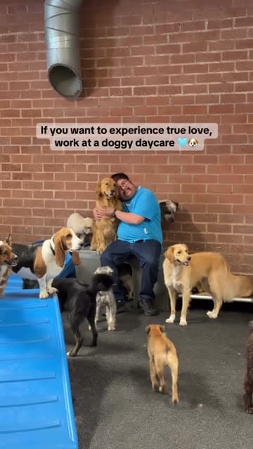 Dogs using indoor play and enrichment spaces at Fitdog daycare