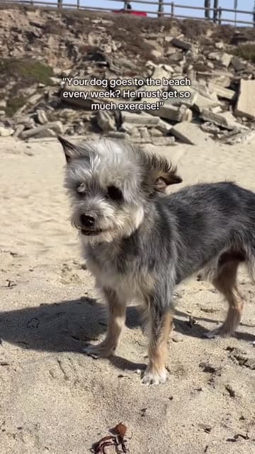 Scruffy terrier mix standing on a sunny Southern California beach