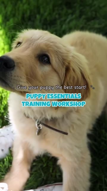 Golden retriever puppy outdoors starting a Fitdog puppy care routine