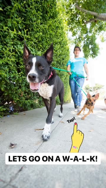 Dog enrichment outing near Santa Monica with Fitdog