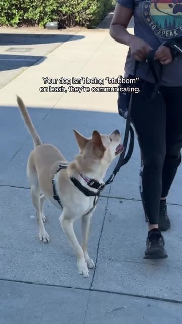 Dogs in Fitdog sports and group classes