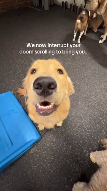 Happy golden retriever in Fitdog’s indoor boarding and daycare facility