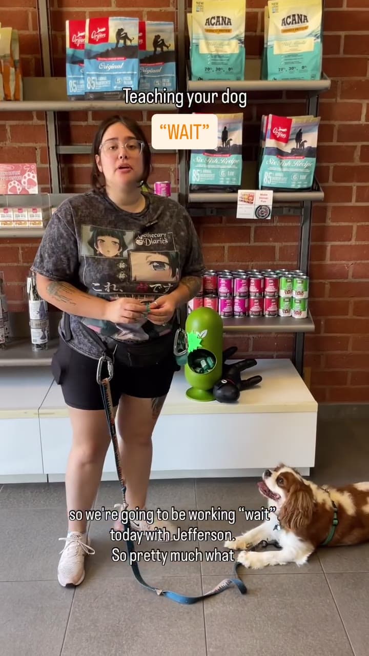 Happy Fitdog dog ready for care in Santa Monica, CA